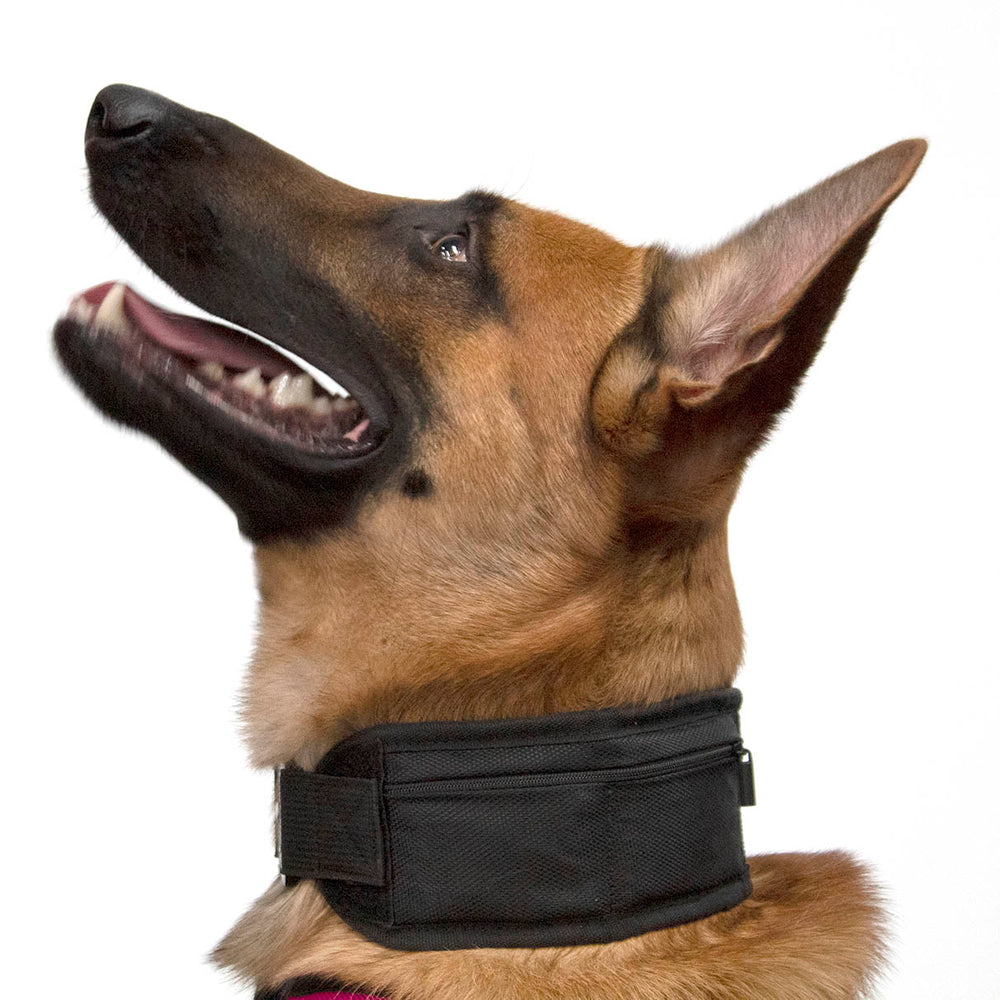 Weighted dog 2025 training collar